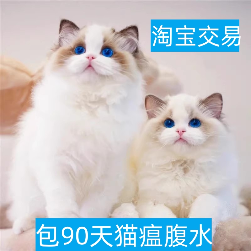 黄冈布偶猫幼猫山双重点蓝双海双纯种赛级宠物猫咪长毛仙女猫幼崽