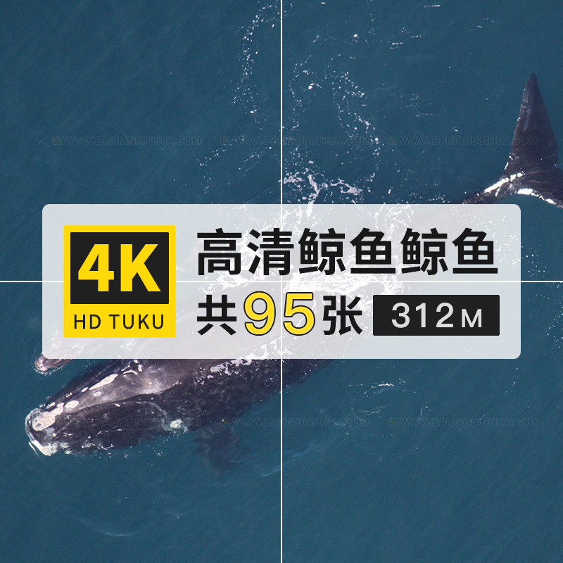 鲸鱼海洋生物哺乳动物大图4K高清电脑图片壁纸海报ps绘画插画素材