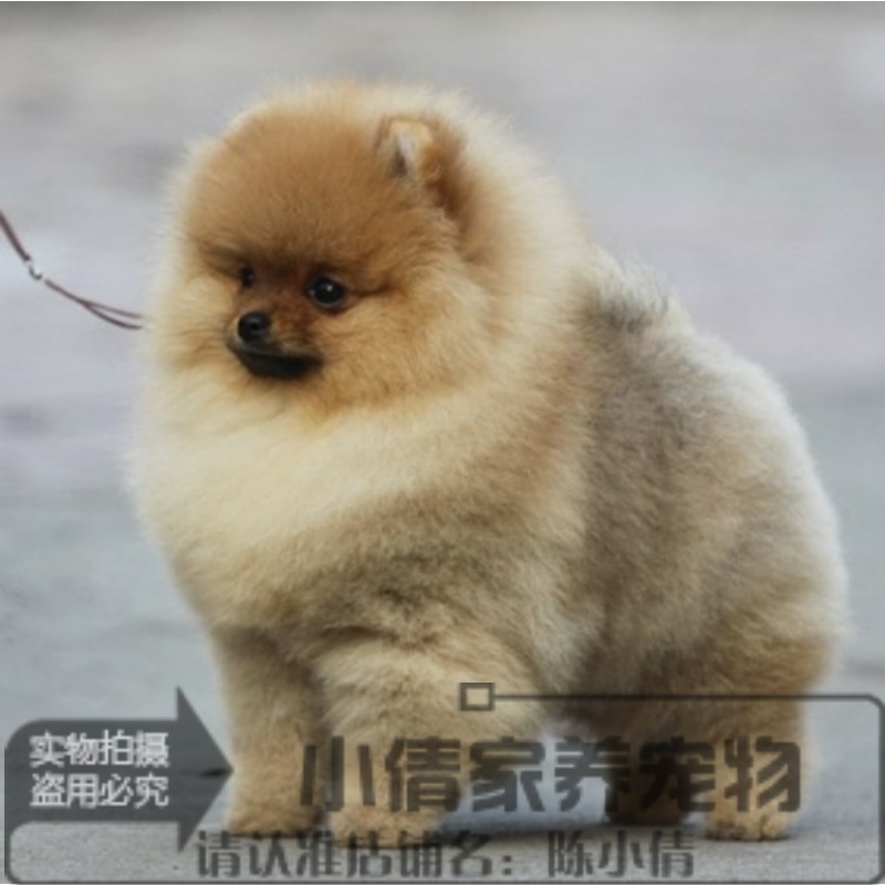 出售家养迷你茶杯犬球形博美幼犬宠物狗狗活体纯种日本俊介同款x