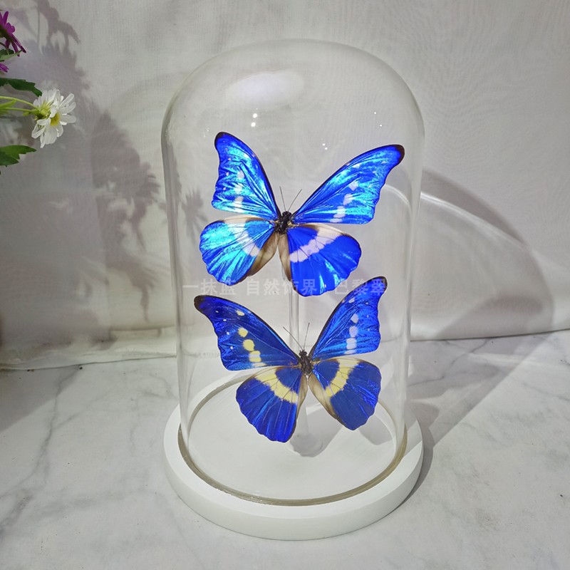 真蝴蝶标本昆虫标本装饰画摆件玻璃罩防尘罩动森同款生日礼物凤蝶
