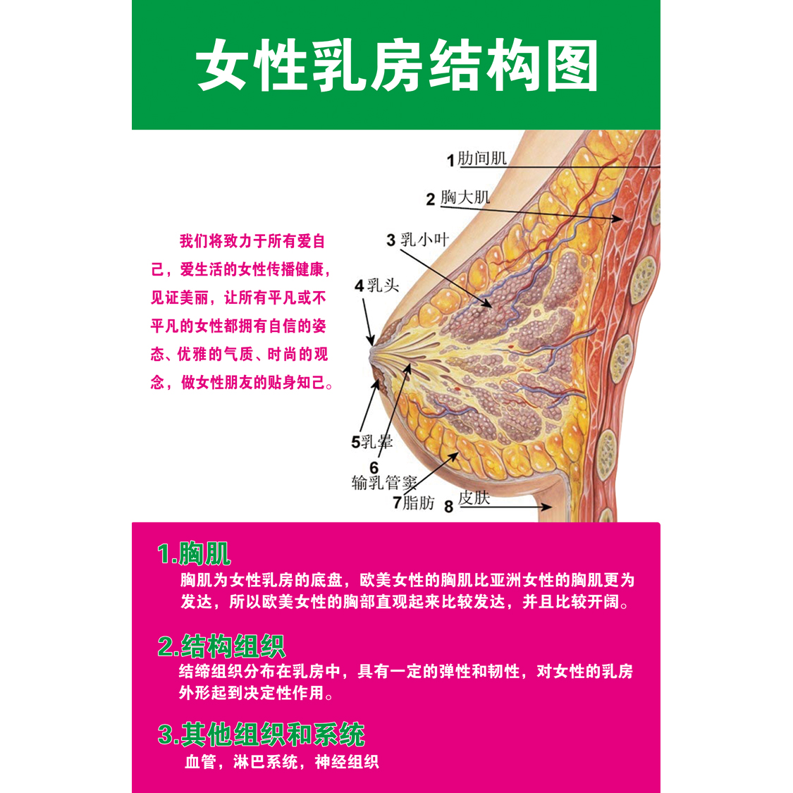 女性乳房胸部乳腺结构示意图医学宣传挂图人体器官医院布置海报