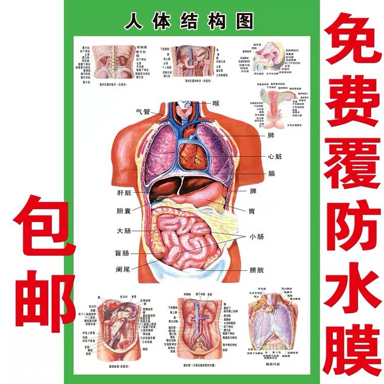 人体内脏解剖系统示意图医学骨骼肌肉器官血管血液结构图医院海报