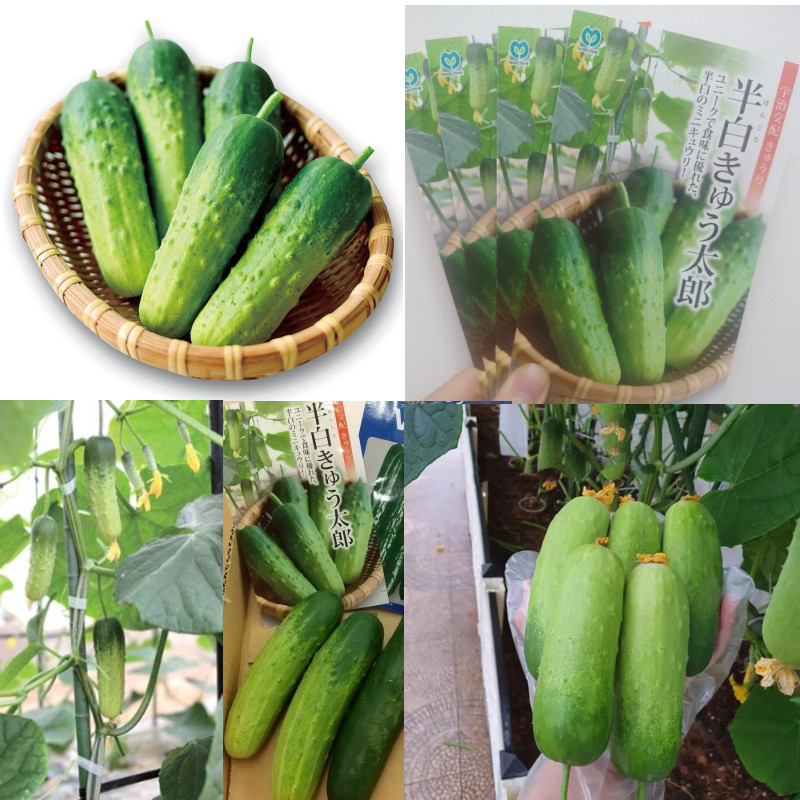 日本半百太郎黄瓜种子 小型水果黄瓜种子 阳台盆栽黄瓜种子