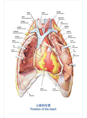 心脏的位置海报展板头臂干头臂静脉上腔静脉升主动脉墙贴纸KT板
