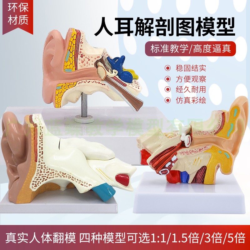 人体耳解剖模型 耳朵内结构造听觉系统耳鼻喉科展示教学 大耳模型
