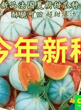 瓜品新甜种子法国夏朗德甜瓜种子大全进口高产水果阳台盆栽四季播