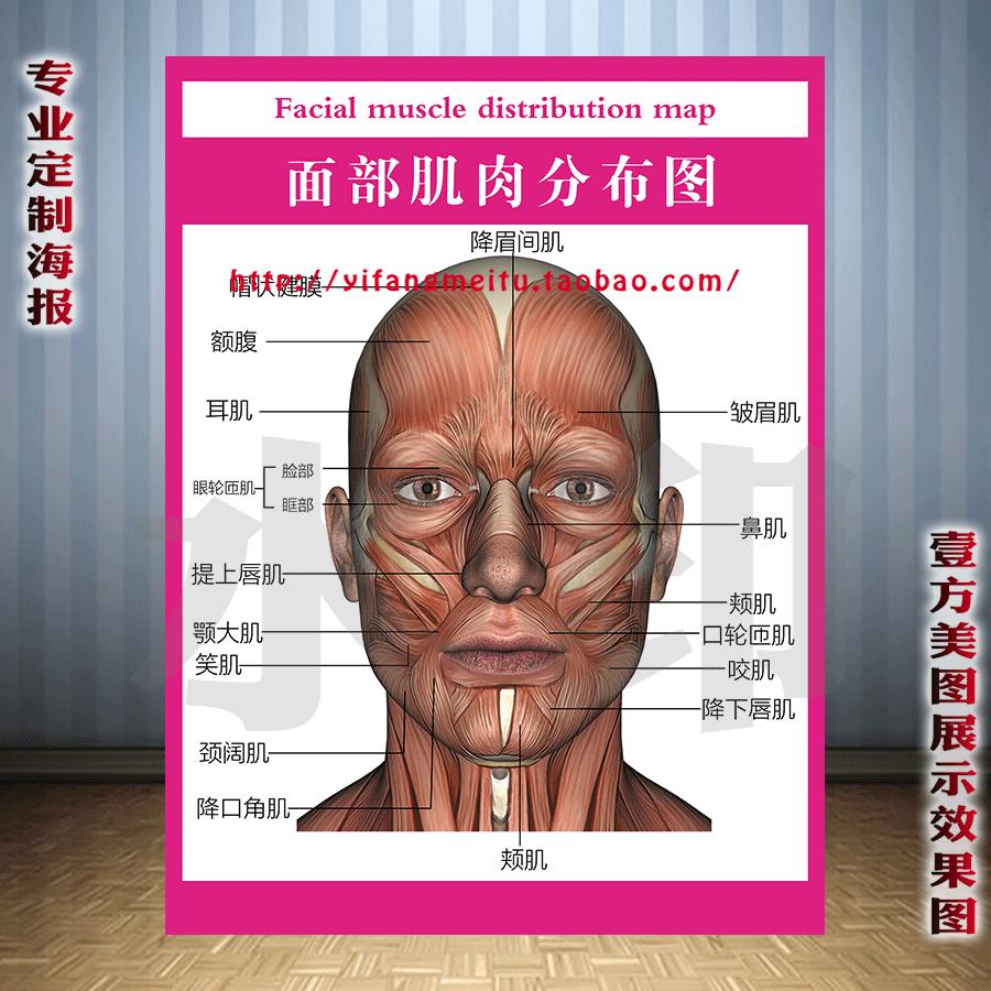 美容院医疗海报纹绣海报宣传画韩式半永久定妆术面部肌肉分布图