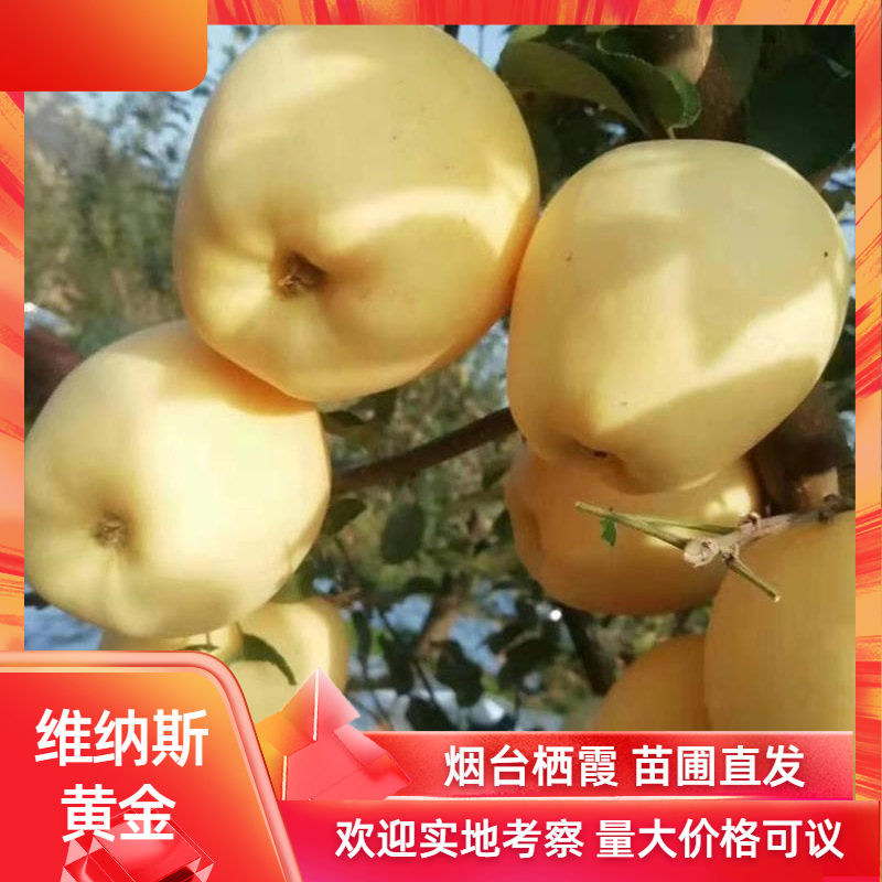 维纳斯黄金苹果苗乔化矮化烟台奶油富士地栽盆栽南北种(过季勿拍)
