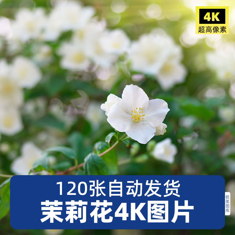 高清4K茉莉花图片背景花卉植物摄影特写花丛花蕊唯美照JPG素材