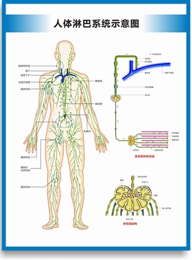 淋巴系统图淋巴结构图人体淋巴循环系统图淋巴分布图医院诊所挂图
