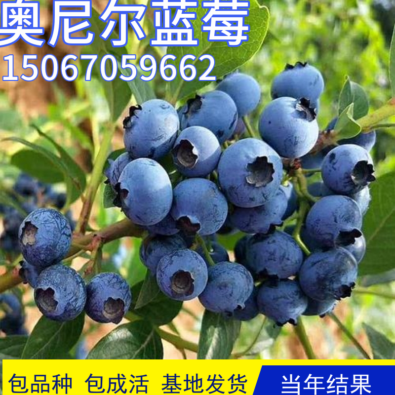 奥尼尔蓝莓树盆栽果苗南北方种植四季大果庭院地栽果树甜当年结果