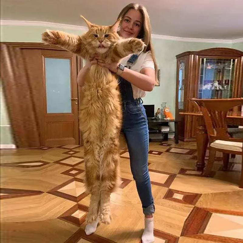 俄罗斯巨型猫
