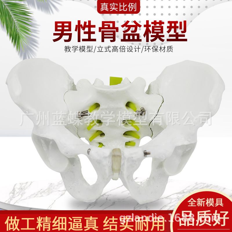 1:1男性骨盆模型标本 髂骨 坐骨 尾骨模型 人体盆骨模型 男性骨骼