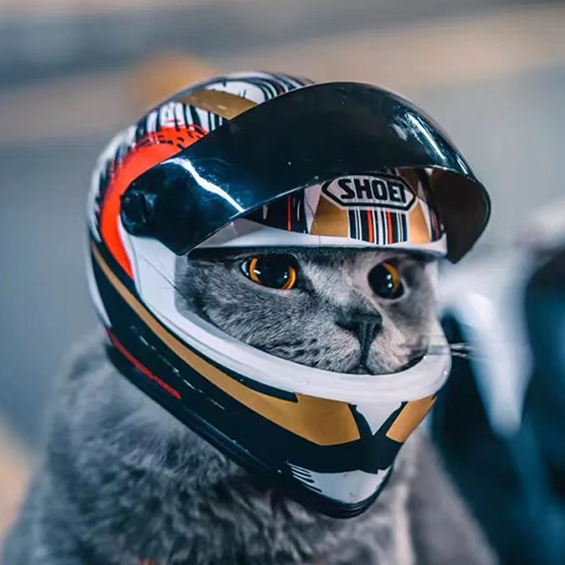 猫咪机车头盔小熊头盔宠物摩托车猫狗狗帅气迷你玩偶公仔娃娃头盔