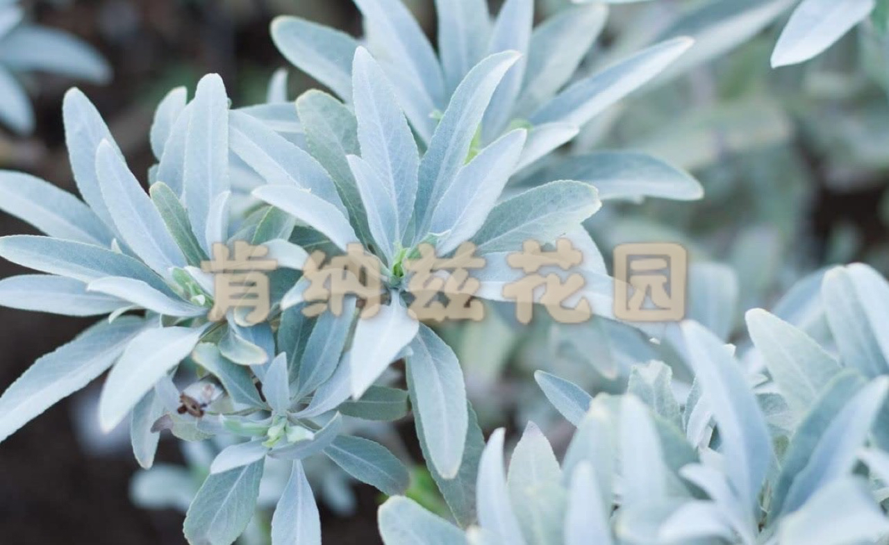 加州白鼠尾草 Salvia apiana/风干整叶10-50g/种子5粒装