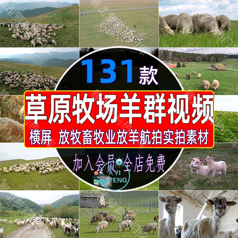 大草原牧场畜牧业放牧羊群视频草地养羊绵羊吃草实拍高清航拍素材