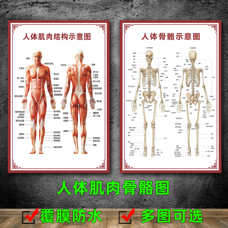 医院人体肌肉骨骼图八大系统器官内脏呼吸消化血液解剖图挂图海报