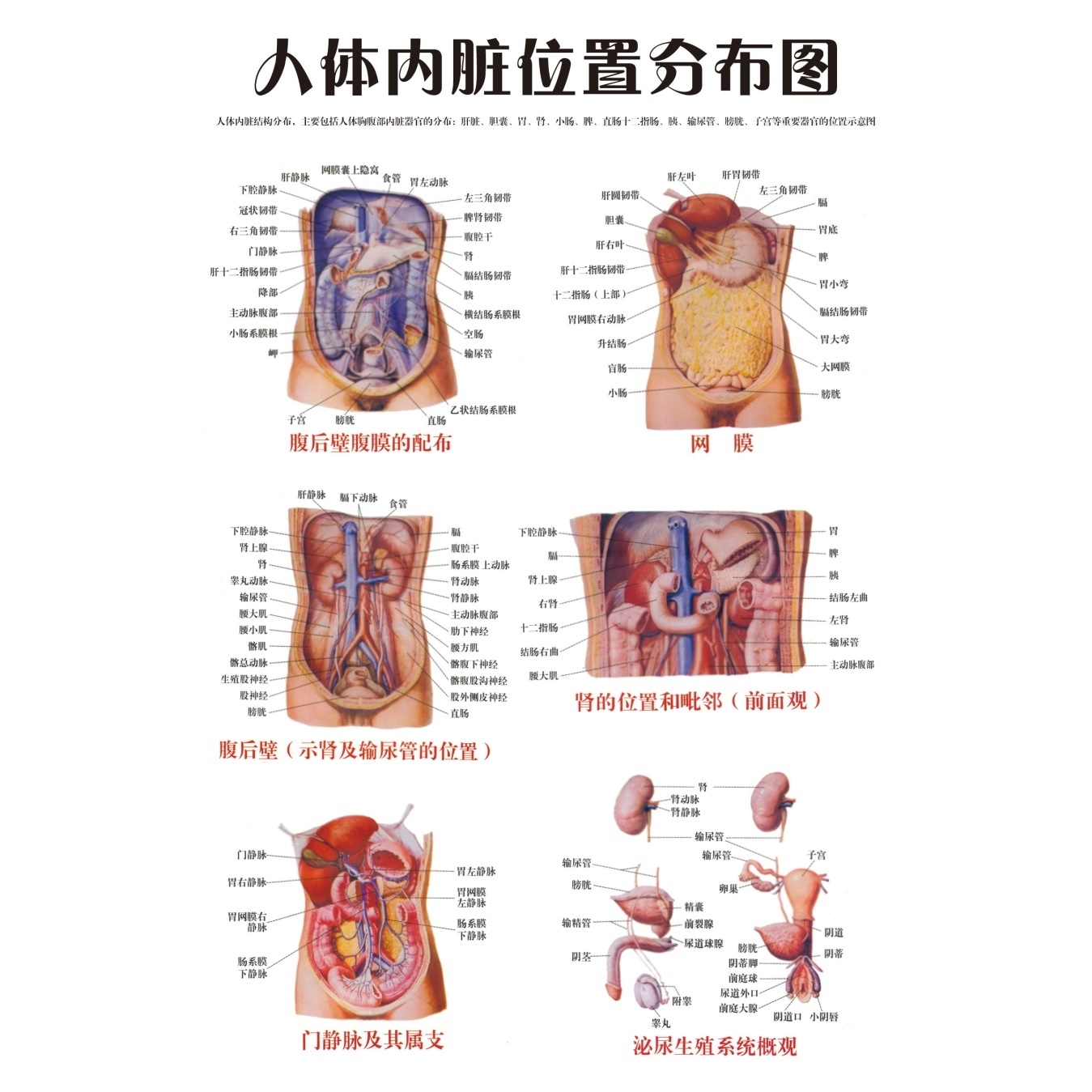 人体器官结构解剖图挂图腹部脏器肌肉内脏血管位置分布图