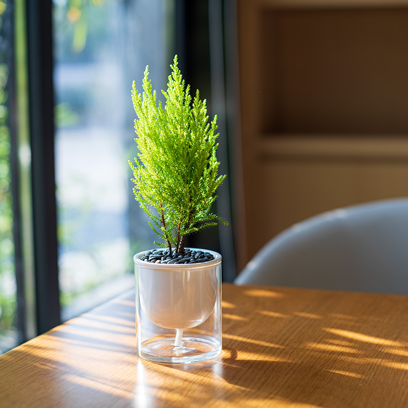香松创意盆栽圣诞树耐阴绿植办公室内桌面摆件趣味淡香水培好养活