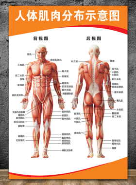 人体肌肉结构解剖 人体骨骼大挂图 健身结构器官解剖图示意图海报