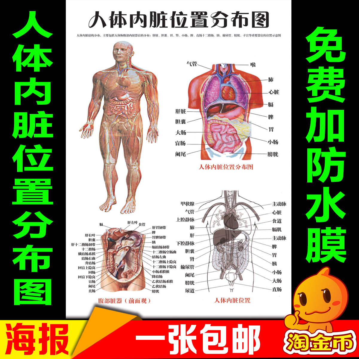 医院人体内脏位置分布图 人体结构系统器官功能解剖图 挂图海报