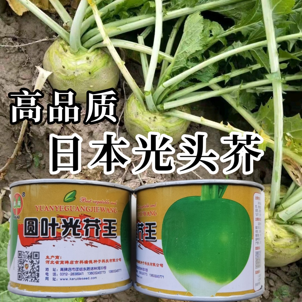 光头芥菜种子 日本圆叶光芥王种子辣疙瘩芥菜种籽腌咸菜大芥籽孑