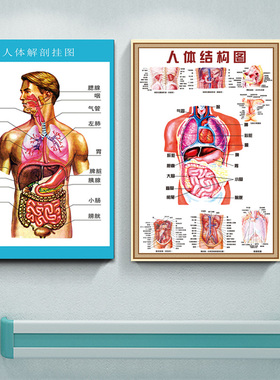医院人体解剖图结构示意图五脏六腑分布图诊所骨骼内脏器官挂图画