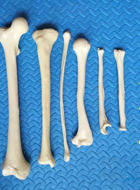长骨模型股骨胫骨腓骨尺骨桡骨肱骨人体四肢骨骼教学医用仿真倒模