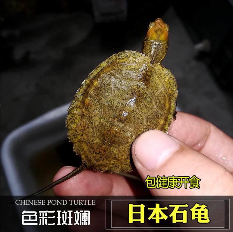 纯种发色日本石龟苗半水龟 杂食小乌龟活体宠物全品