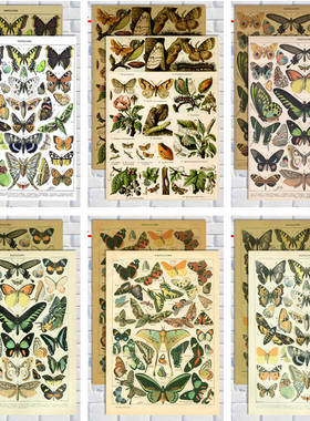 蝴蝶图鉴海报复古怀旧昆虫标本欧美复古动物手绘彩装饰挂画墙贴图