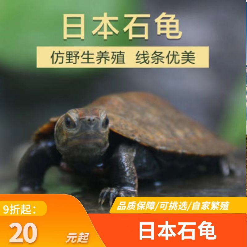 外塘纯种日本石龟苗活体龟日石龟网红乌龟杂食宠物龟观赏龟可挑选
