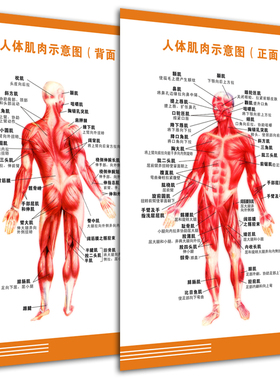 人体肌肉结构解剖 人体骨骼大挂图 人体器官解剖图示意图海报