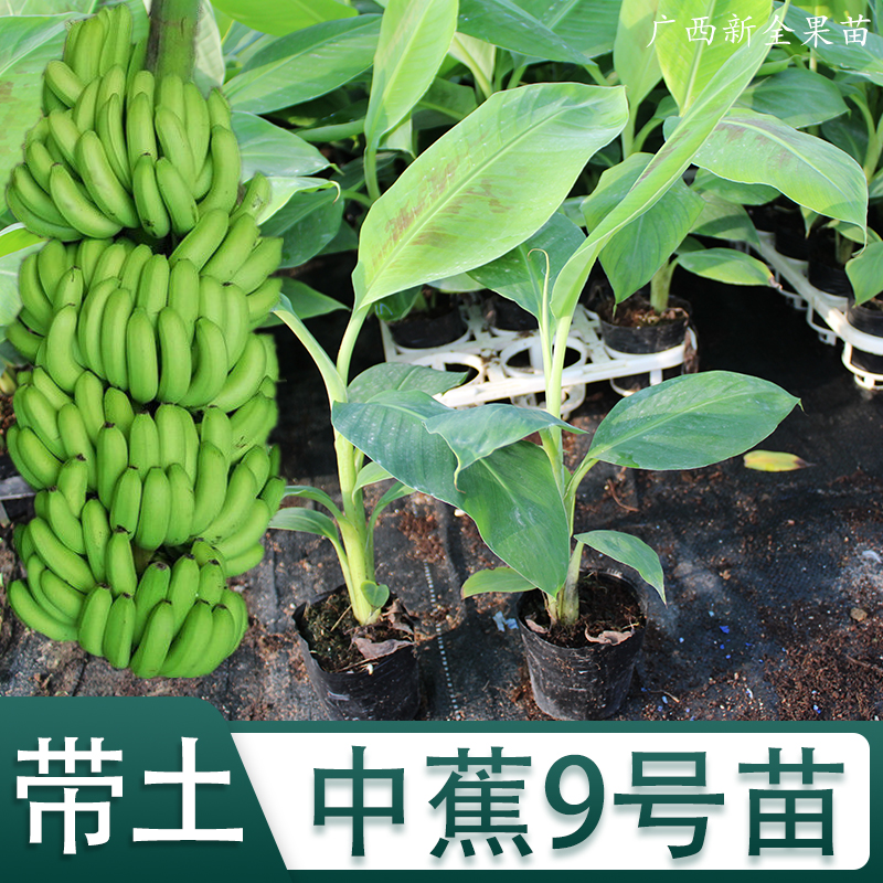 香蕉苗树苗矮化蕉威廉斯B6高产中蕉9号香蕉南方果树苗带土带叶