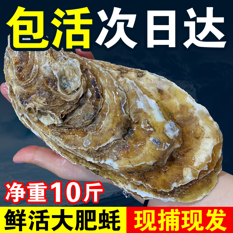 包活乳山生蚝鲜活牡蛎新鲜超大特大肉海蛎子10斤海鲜刺身即食水产