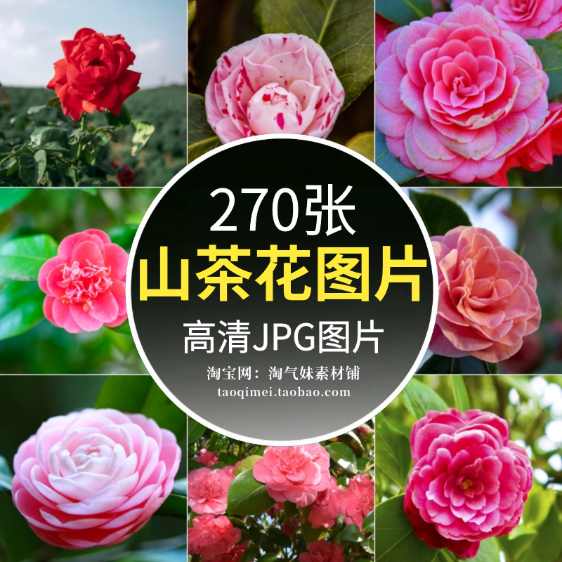高清JPG山茶花图片花卉花朵鲜花盛开中国名花植物特写摄影照素材
