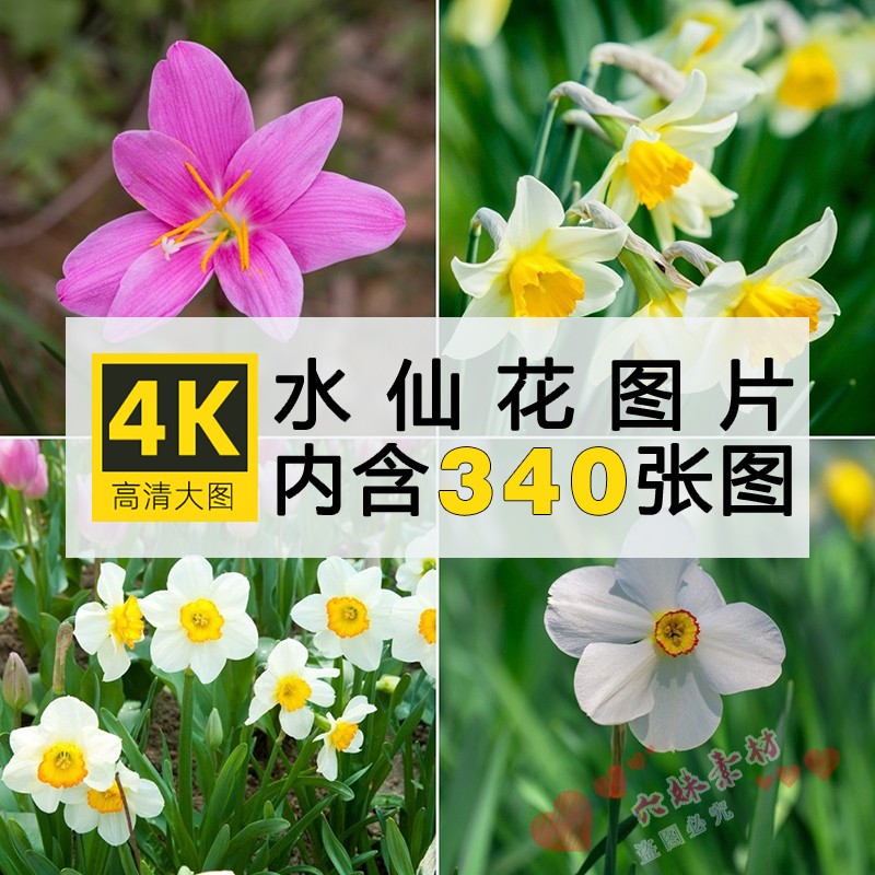 4K高清图库水仙花图片花卉植物花朵摄影特写手机电脑壁纸素材合集