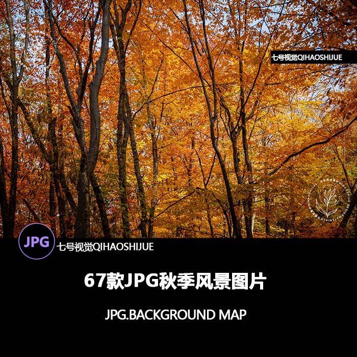 秋天秋季黄色叶子JPG设计素材伤感文案配图设计素材无人机视角