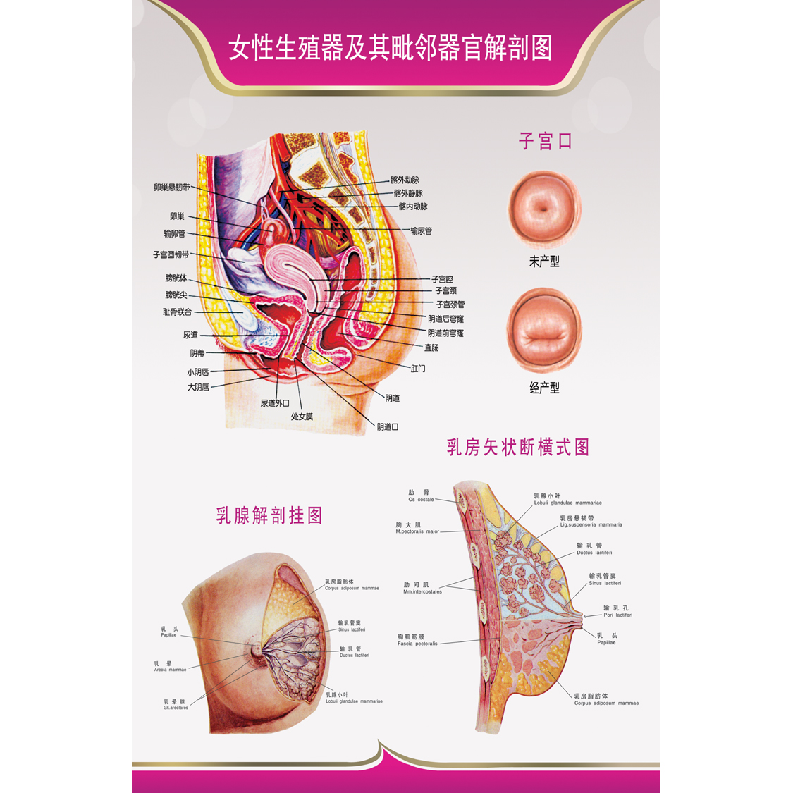 医学人体生殖器官结构图解剖示意图 医院女性生殖系统解剖图海报