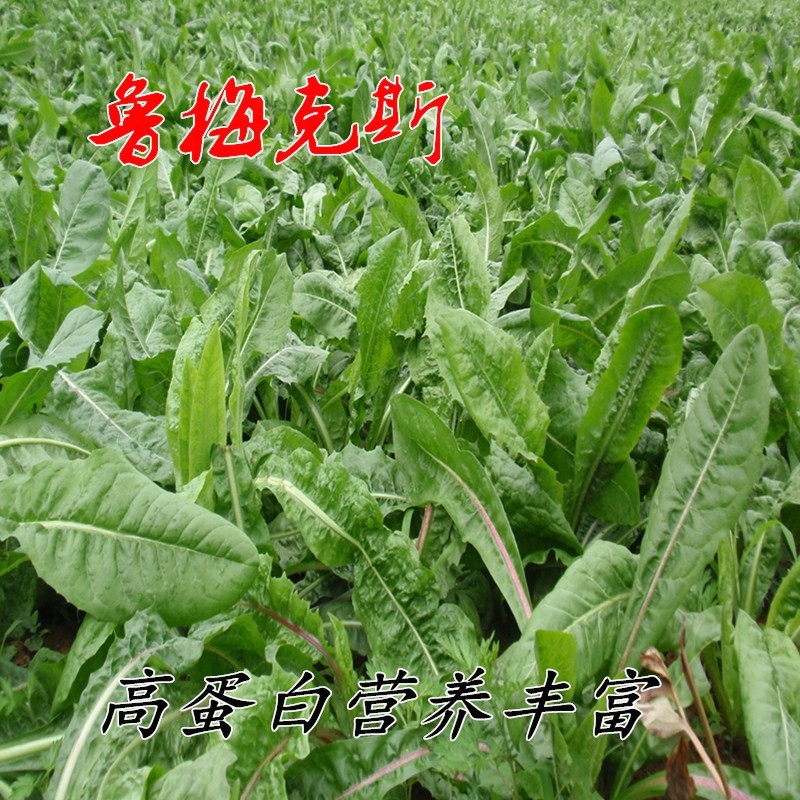 营养价值及高的牧草种子 鲁梅克斯种子 洋铁叶子 高秆菠菜种子