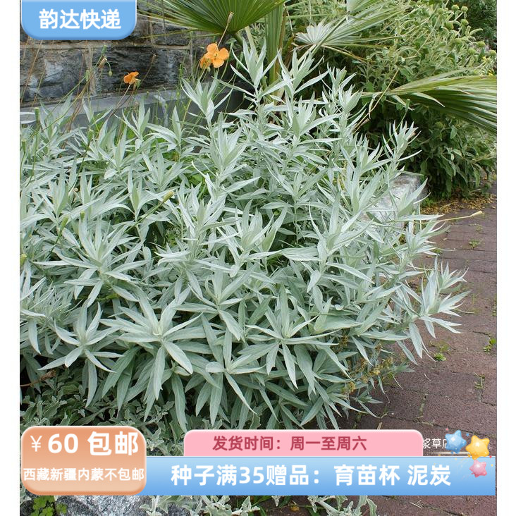 【种子】花镜植物  银艾草  路易斯安娜鼠尾草  20粒