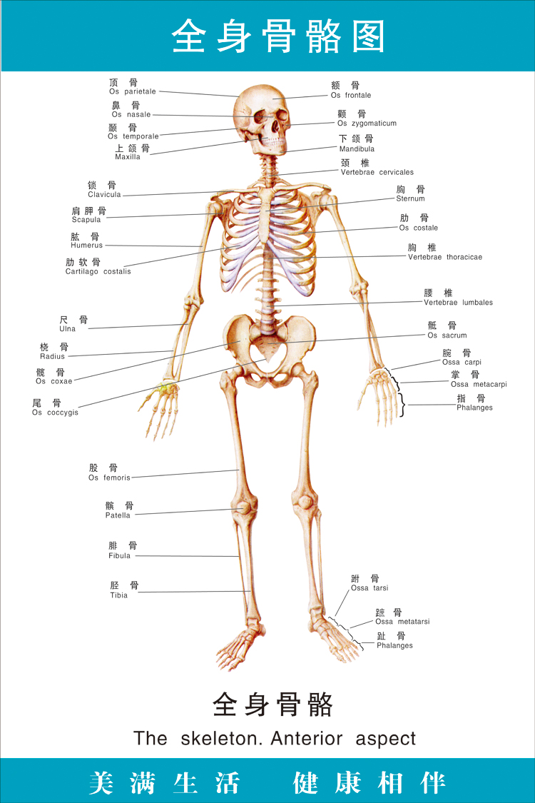 医院人体全身骨骼器官结构解剖图挂图腹部脏器内脏血管位置分布图