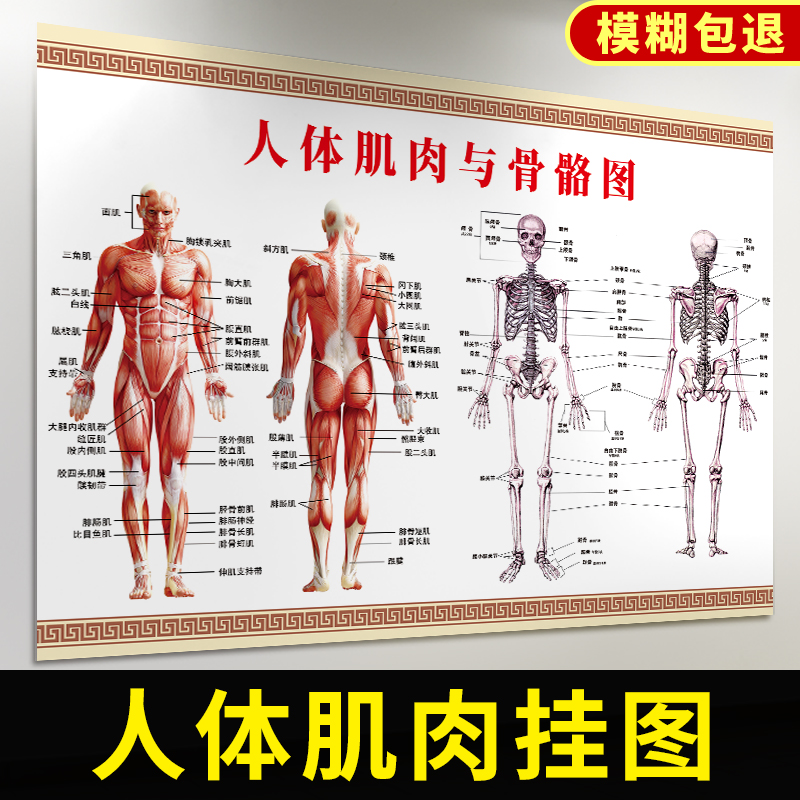 人体结构示意图器官 分布图