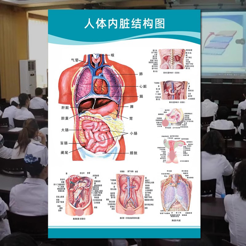 人体内脏解剖图医学宣传肌肉骨骼器官心脏结构图医院系统示意挂图