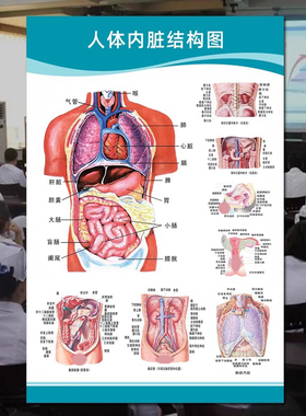 人体内脏解剖图医学宣传肌肉骨骼器官心脏结构图医院系统示意挂图