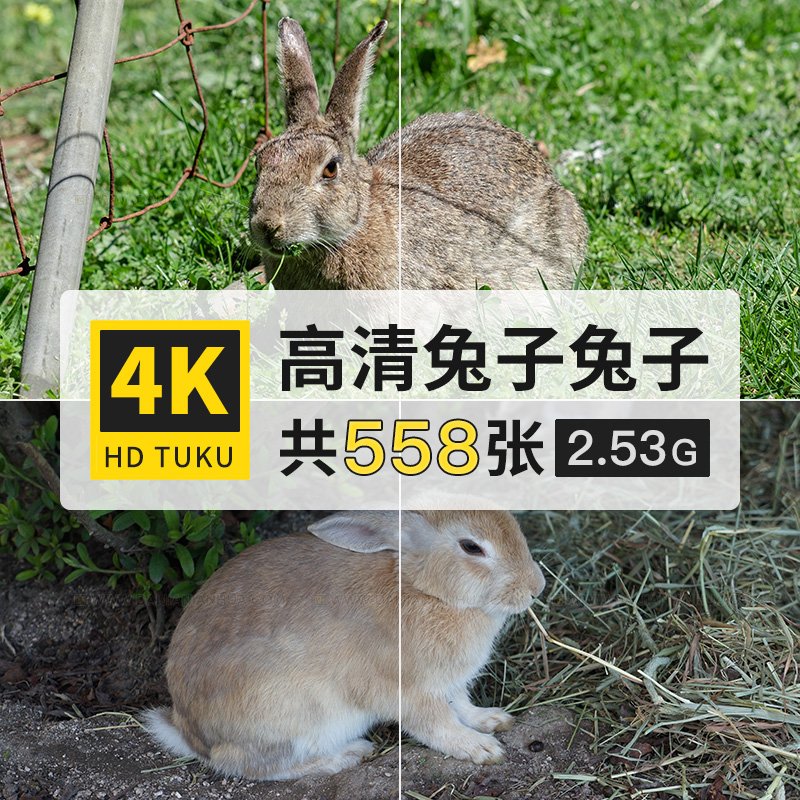 兔子白兔灰兔家兔野兔动物大图4K超高清电脑图片壁纸海报插画素材