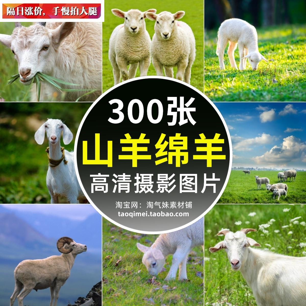 JPG高清羊图片山羊绵羊羚羊群小羊羔草原牧场家畜动物设计ps素材