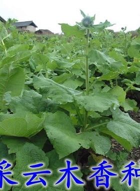 新采云木香种子新型常用庭院农业中药材种植野生木香种籽
