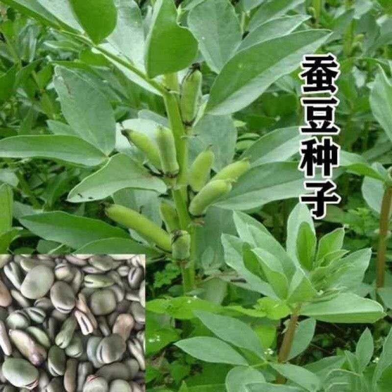 青种子精选蚕豆高油产量高营养价值地栽蔬菜种孑四季播绿蚕豆种籽