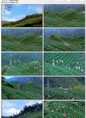 蓝天绿地 茶园采茶 自然美景 实拍动态视频素材