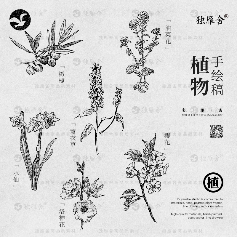 手绘草本植物线稿素描花卉线描化妆品包装图案AI矢量设计素材PNG